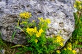 Spotted St. Johns Wort Royalty Free Stock Photo