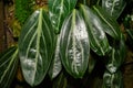 Spotted stalked peperomia or Peperomia Maculosa plant in Zurich in Switzerland