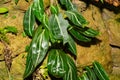 Spotted stalked peperomia or Peperomia Maculosa plant in Zurich in Switzerland