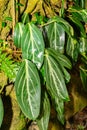 Spotted stalked peperomia or Peperomia Maculosa plant in Zurich in Switzerland