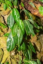 Spotted stalked peperomia or Peperomia Maculosa plant in Zurich in Switzerland