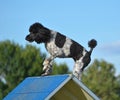Spotted Standard Poodle at Dog Agility Trial