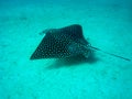 Spotted stingray Royalty Free Stock Photo