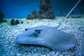 Spotted stingray fish in aquarium