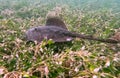 Spotted Stingray at Flinders (Mornington Peninsula)