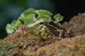 The spotted stream frog Hylarana picturata inside a bush