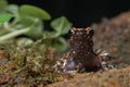 Spotted stream frog inside a bush