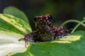 Spotted stream frog sitting in the leaf