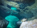 Spotted Sunfish Sentry - Morrison Springs