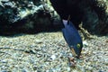 Spotted surgeonfish Royalty Free Stock Photo