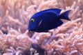 Spotted surgeonfish Royalty Free Stock Photo