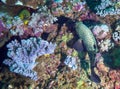 Spotted Sweetlips Feeding on Fiji Coral Royalty Free Stock Photo