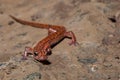 Spotted-tail Cave Salamander Royalty Free Stock Photo
