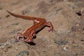 Spotted-tail Cave Salamander