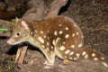Spotted-tail Quoll Royalty Free Stock Photo