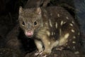 Spotted-tailed Quoll Royalty Free Stock Photo