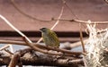 Spotted Tanager known as Tangara punctate