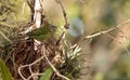 Spotted Tanager known as Tangara punctate