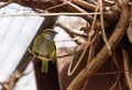 Spotted Tanager known as Tangara punctate