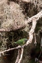 Spotted Tanager known as Tangara punctate