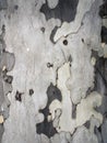 Spotted texture of the trunk of a sycamore tree
