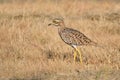 Spotted thick-knee Royalty Free Stock Photo