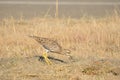 Spotted thick-knee Royalty Free Stock Photo