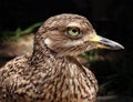 Spotted thick-knee bird Royalty Free Stock Photo