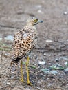 Spotted thick-knee bird, photographed in South Africa. Royalty Free Stock Photo