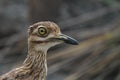 Spotted Thick-knee (Burhinus capensis) Royalty Free Stock Photo