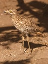 Spotted Thick-Knee Royalty Free Stock Photo