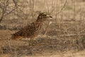 The spotted thick-knee Burhinus capensis also known as the spotted dikkop or Cape thick-knee is sitting on the ground in the Royalty Free Stock Photo