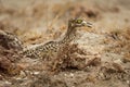 Spotted Thick-knee - Burhinus capensis also known as Spotted dikkop or Cape thick-knee, wader in the family Burhinidae, native to Royalty Free Stock Photo