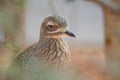 Spotted Thick Knee