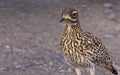 Spotted thick knee or Cape thick knee Royalty Free Stock Photo