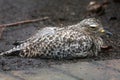 Spotted thick-knee or dikkop bird Royalty Free Stock Photo