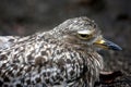 Spotted thick-knee or dikkop bird Royalty Free Stock Photo