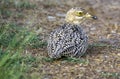 Spotted thick-knee, photographed in South Africa. Royalty Free Stock Photo