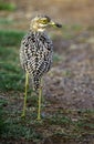 Spotted thick-knee, photographed in South Africa. Royalty Free Stock Photo
