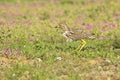 Spotted thick-knee walking cautiously through short grass Royalty Free Stock Photo