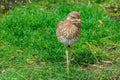 Spotted thick-nee in a zoo in Valencia, Spain Royalty Free Stock Photo