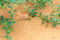 Spotted toad-headed Agama buried hiding in steppe sand Royalty Free Stock Photo