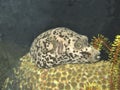 Spotted Toadfish Royalty Free Stock Photo