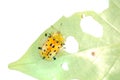 Spotted tortoise beetle