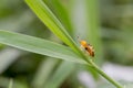 Spotted tortoise beetle ,Cassida miliaris  Aspidomorpha miliaris Fabricius , Yellow-spotted ladybug with black dots on the grass Royalty Free Stock Photo