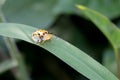 Spotted tortoise beetle ,Cassida miliaris Aspidomorpha miliaris Fabricius , Yellow-spotted ladybug with black dots on the grass