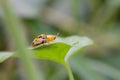 Spotted tortoise beetle ,Cassida miliaris  Aspidomorpha miliaris Fabricius , Yellow-spotted ladybug with black dots on a Royalty Free Stock Photo