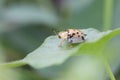 Spotted tortoise beetle ,Cassida miliaris  Aspidomorpha miliaris Fabricius , Yellow-spotted ladybug with black dots on a Royalty Free Stock Photo