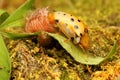 A Spotted Tortoise Beetle Is Having A Moulting Process.
