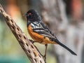 Adult Male Spotted Towhee